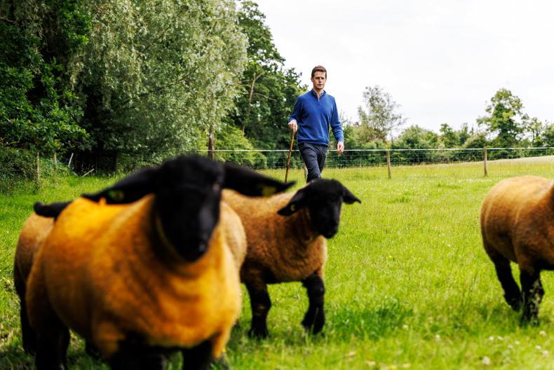 Jam-packed sheep pavilion back for 2025 at Ploughing