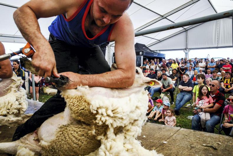 Top shearers to battle it out in shearing shed