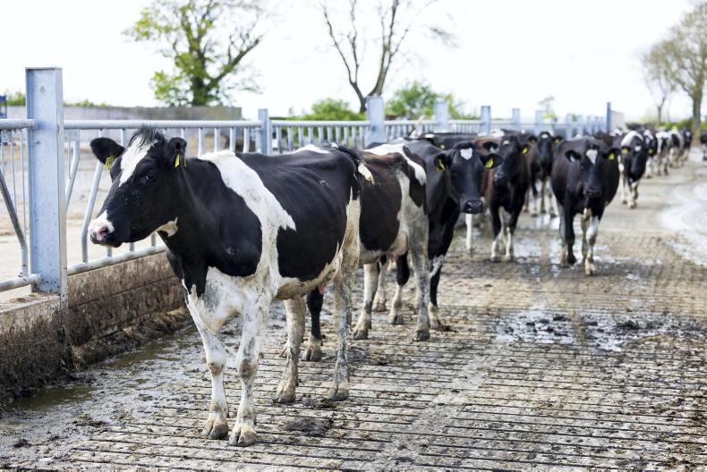 Supply shortage drives dairy heifer prices