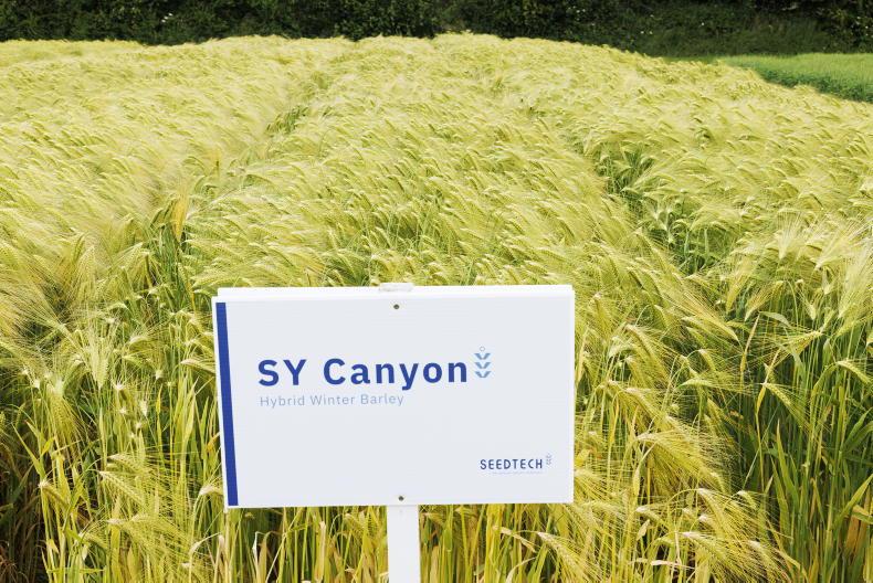 Eight fully recommended winter barley varieties for 2026