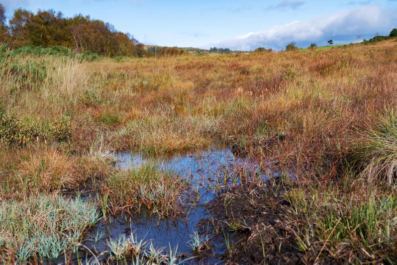 Google, Meta and Microsoft pledge €3m to rewet 450ha across country