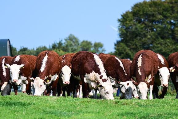 Solpoll Herefords to stage first ever production sale