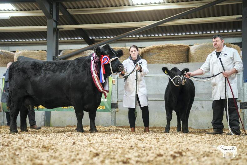 Elphin champion goes to Sligo-bred cow and calf