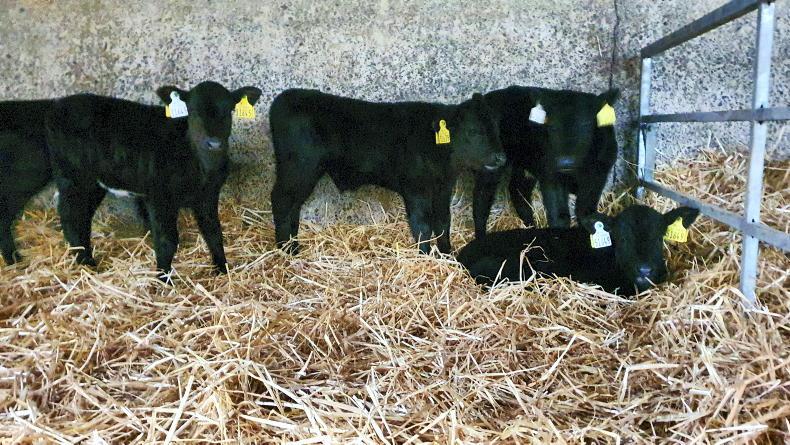 Beef from dairy keeps calf registrations up