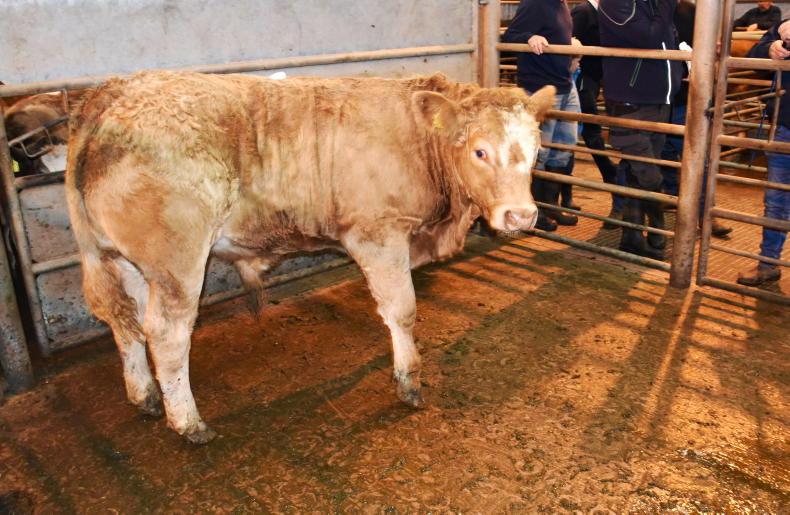 Buyers hoover up bigger numbers at Enniskillen