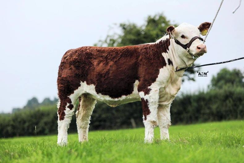 Fabb 1 Northern Star daughter sparkles brightest 