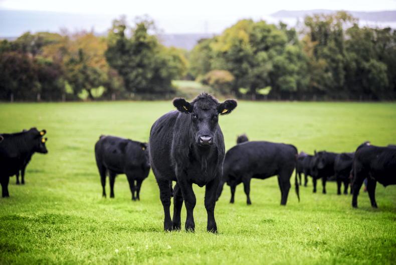 Munster Angus Breeders sets up CLG