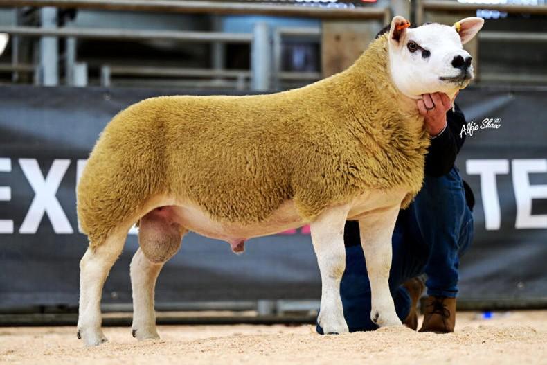 Texel ram lamb hits 32,000gns in Ballymena