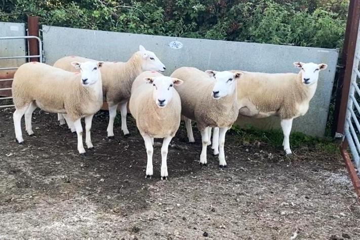 Roaring trade for Lleyns in Roscommon