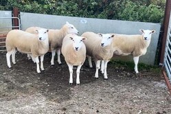 Roaring trade for Lleyns in Roscommon