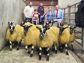 Camera at the Mart: hoggets up €100 in Donegal Mule Group sale