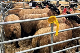 Camera at the Mart: ewe lambs average €242/head in Carrick