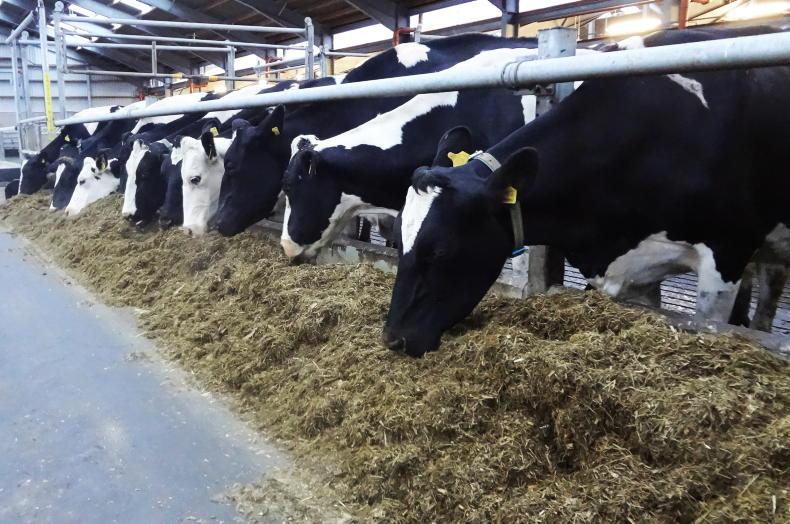 Milking on the cull cows – is it a good option in 2025?