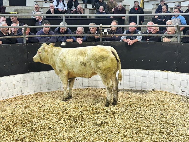 Martbids Database: trade steady as numbers increase