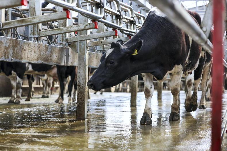 Dairy Management: milk yield dropping and fertiliser deadline looming