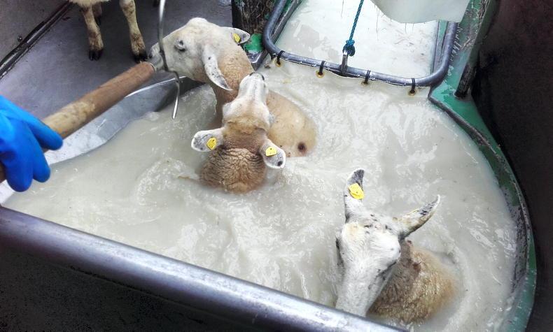 Sheep Management: managing spent sheep dip and wormer efficacy
