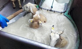 Sheep Management: managing spent sheep dip and wormer efficacy