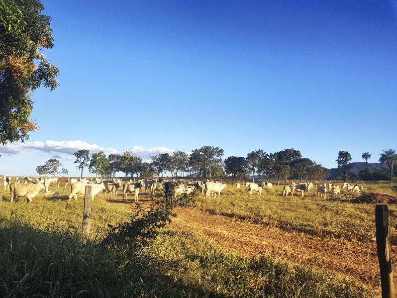 Farm organisations slam Commission's plans to push ahead with Mercosur