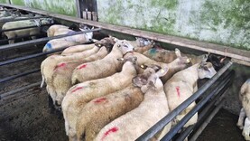 Sheep Trends: lamb prices cut again by 10c/kg 