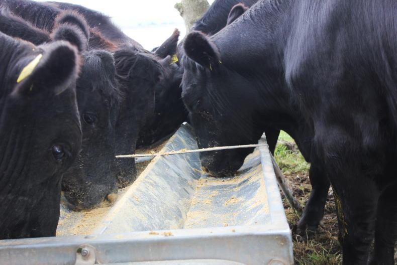 Northern View: cattle quotes unchanged into autumn
