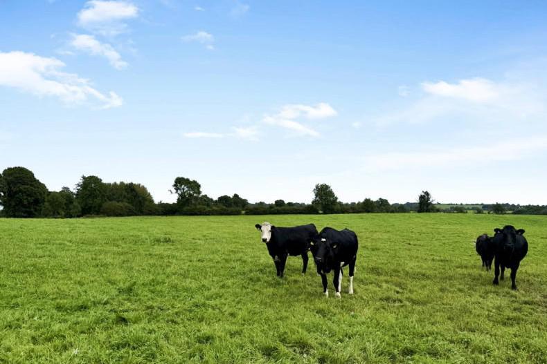 Co Westmeath farm boasts pasture and forestry