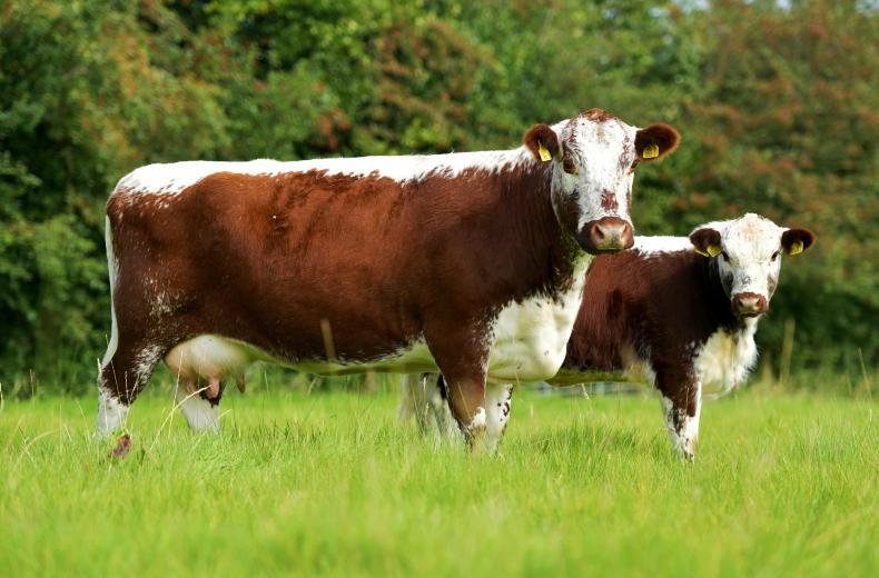 Schemes update: ACRES rare breeds 2024 annual declaration now live