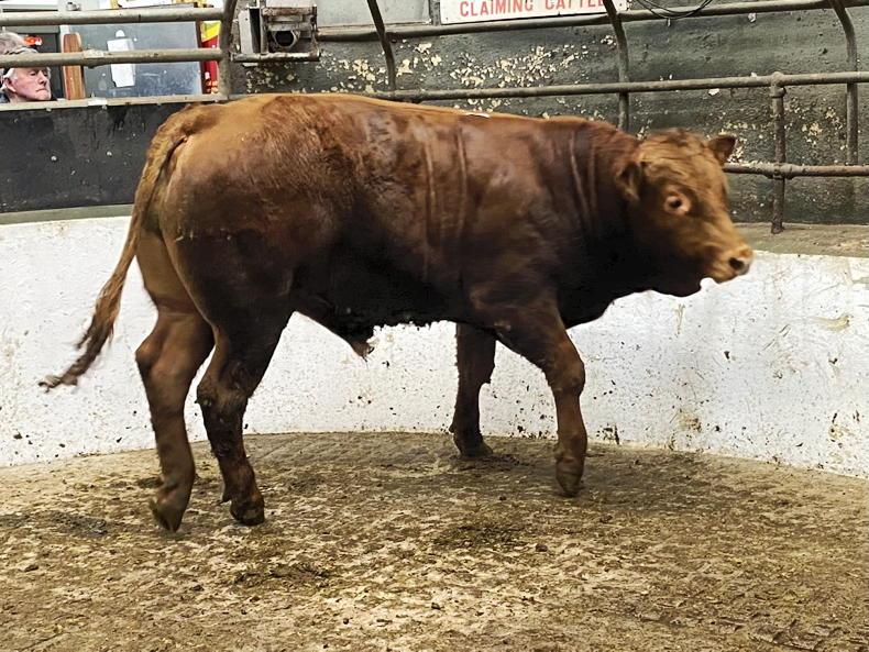 Watch: big trade for bull weanlings in Ballymote