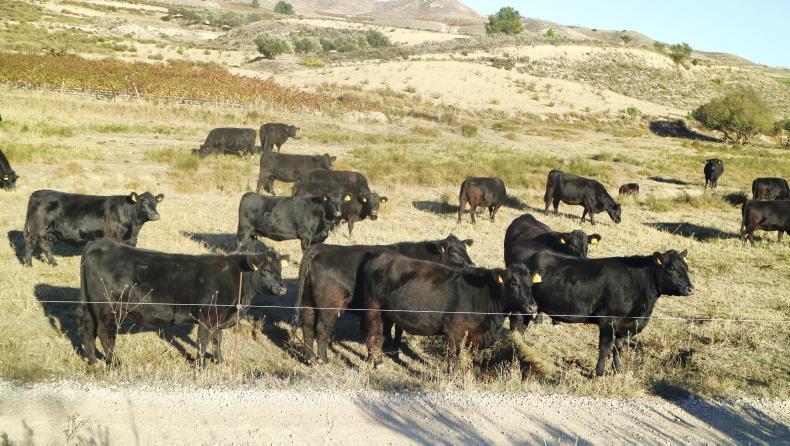 Live cattle exports to Spain pass 100,000 head mark