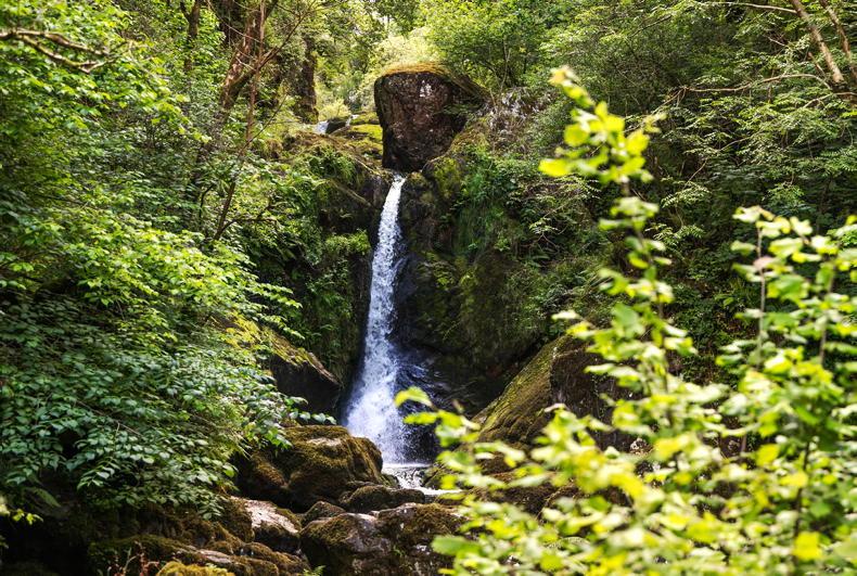 Almost one in three acres managed by Coillte now focused on nature