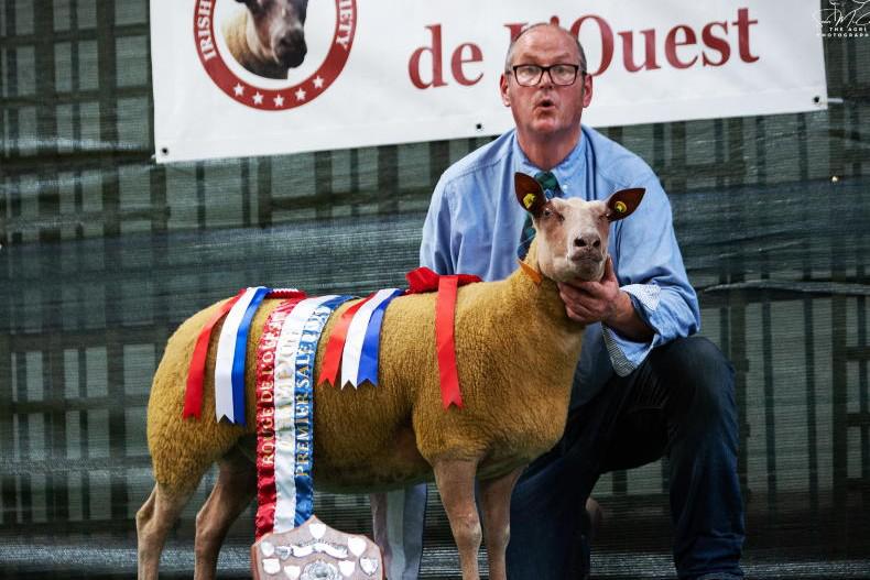 Irish Rouge Premier sale sees top of €1,200 for ram lamb
