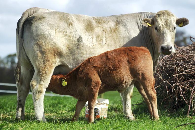 EU beef crash drives Irish export demand
