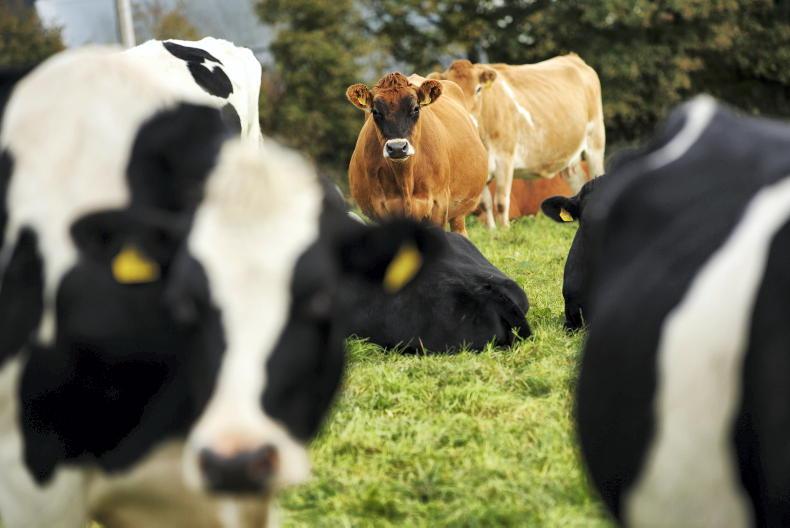 112,000ha needed to hold cow numbers if derogation went