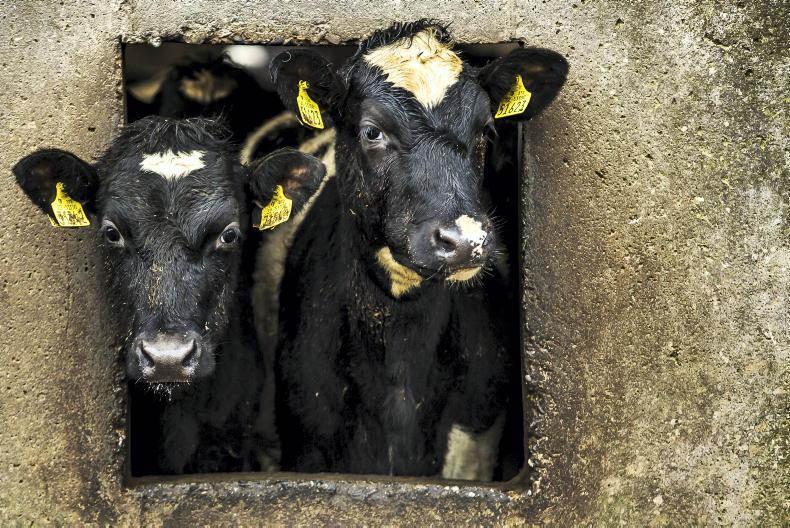 Over 900 head of cattle reported missing or stolen