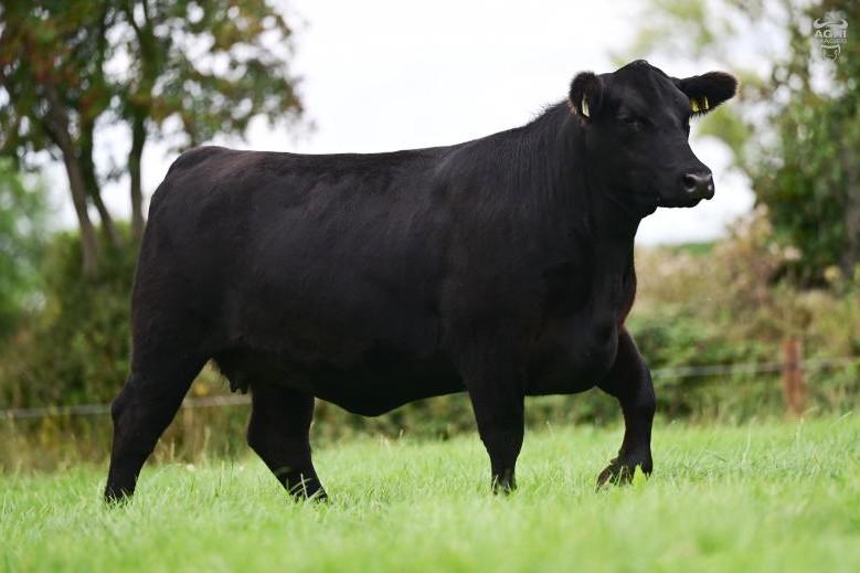Black Diamonds prove precious in Thurles