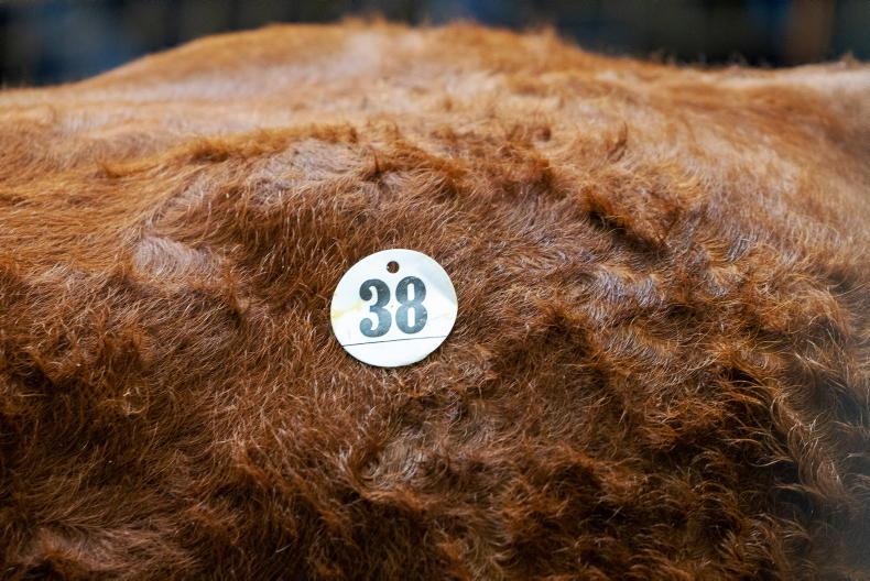 Limousin society appoints interim manager in lieu of breed secretary