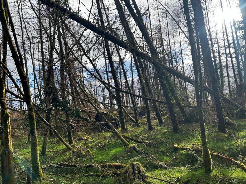 Coillte clears one fifth of windblown plantations
