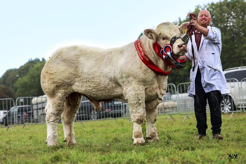 Charolais bull takes Royal Meath crown on home soil