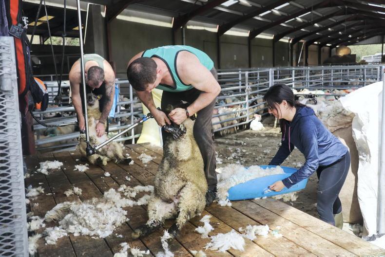 Camera at the Mart: full clearance at Kenmare store lamb sale
