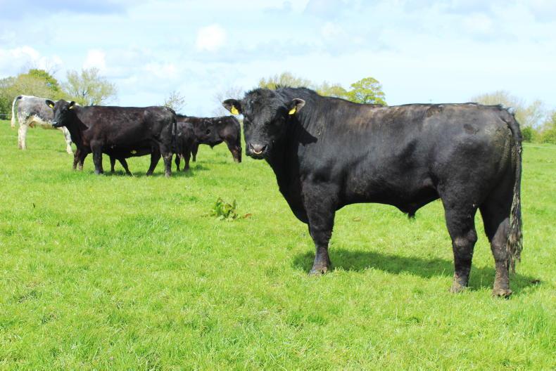 Top five tips on staying safe with livestock 