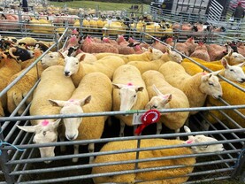 In pictures: prices up €65 to €70 at Cooley sheep sale