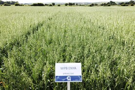 Oats list out as markets limited