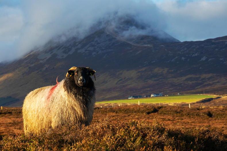 FBD National Livestock Show Sustainability Village photo competition winners 