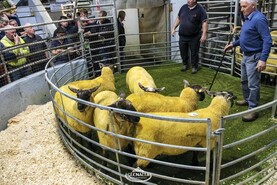 Camera at the Mart: big demand for Cheviots in Donegal