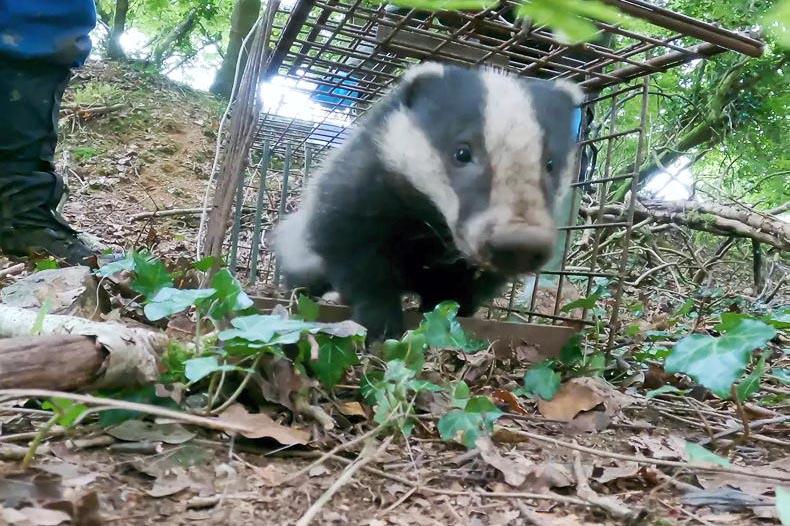 No radical TB changes on wildlife