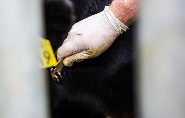 Proposed TB measures would be 'very tough' on farmers - IFA