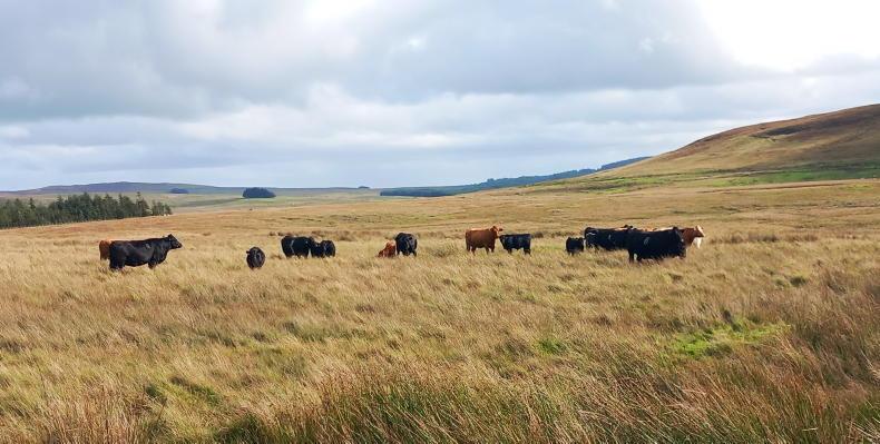 Farm families needed in uplands, says CAFRE