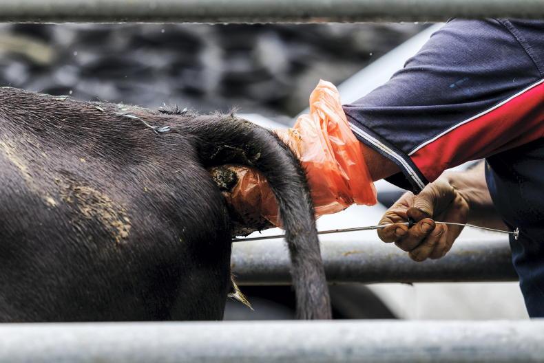 Plan puts faith in communication and breeding