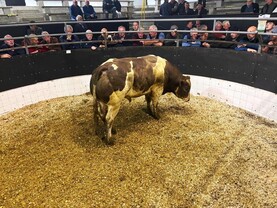 Martbids Database: store cattle take a hit in marts