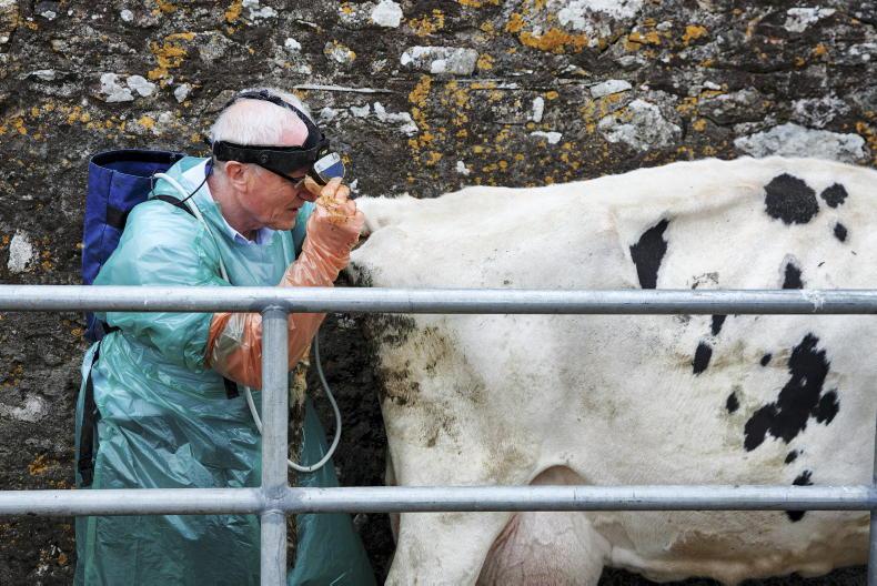 Empty rates for cows in line with previous years