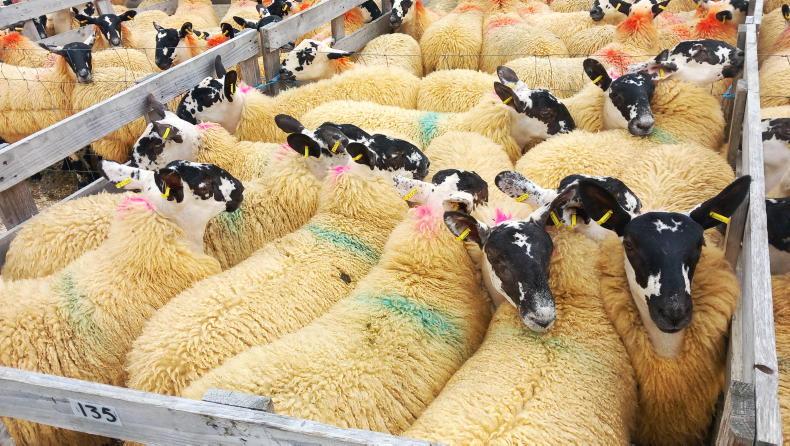 Greyface ewe lambs sell to £370 at Aghanloo